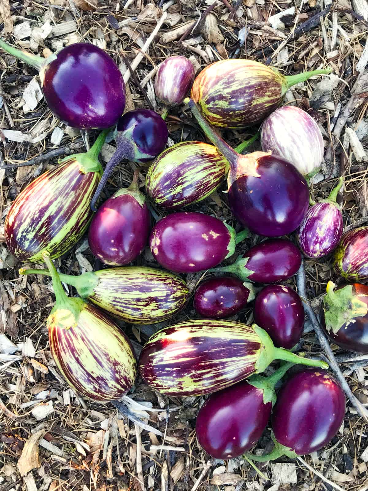 eggplants freshly harvested