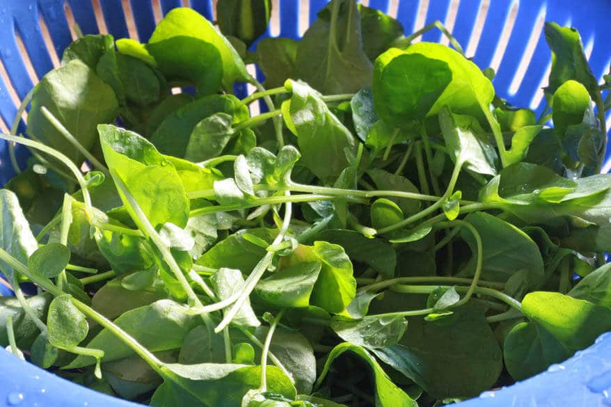 Watercress Salad prep 1