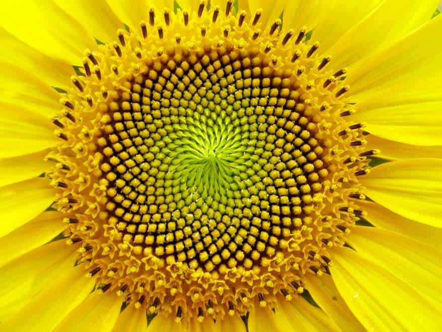 Sunflower-public-domain-4-sm.jpg