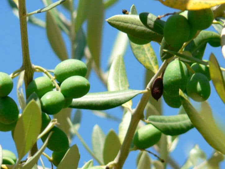 Olive Tree 1
