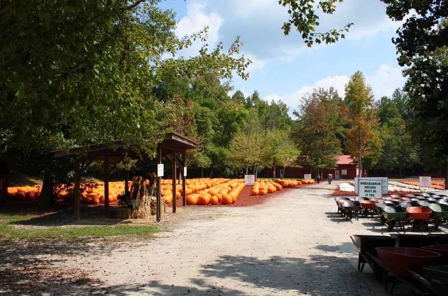 Georgia Trip pumpkin patch 2 sm