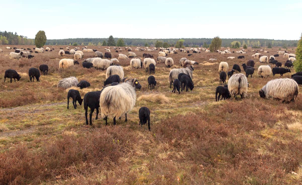 lüneburger heide