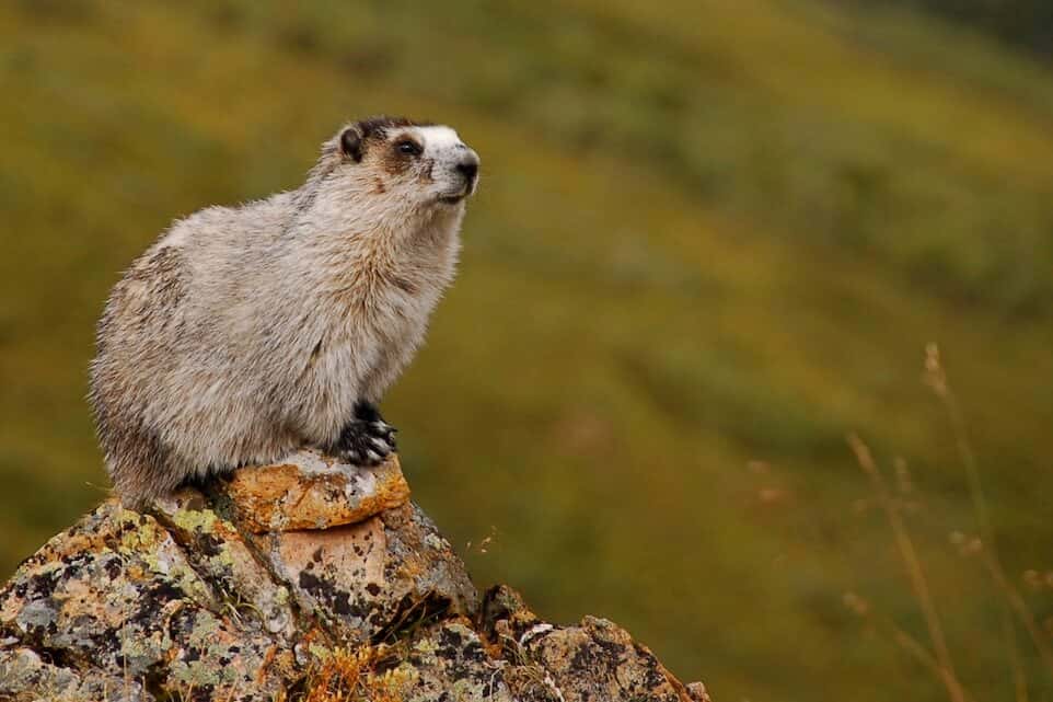 Marmota_caligata_(EH)