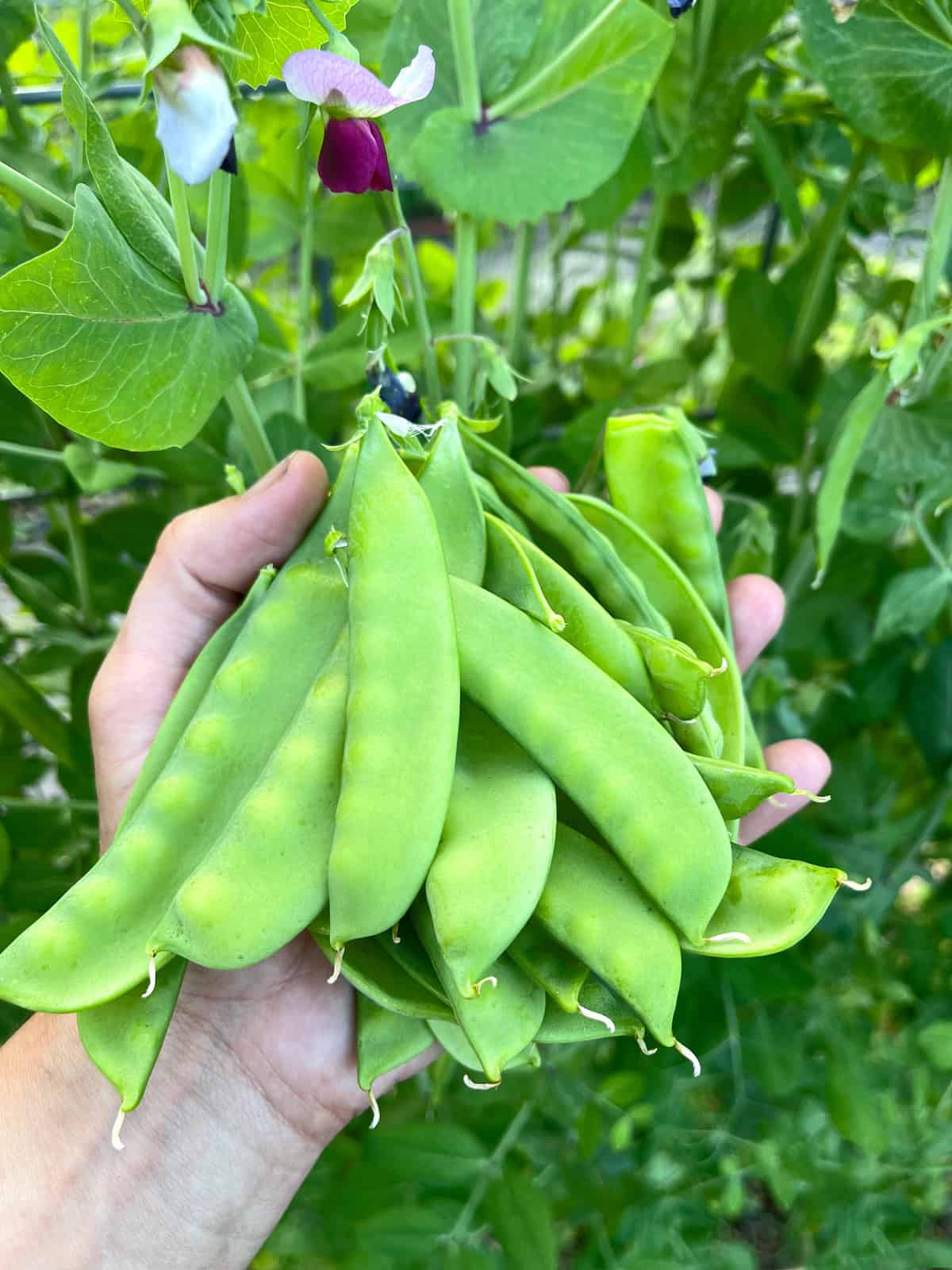 fresh snow peas from Daring Gourmet garden