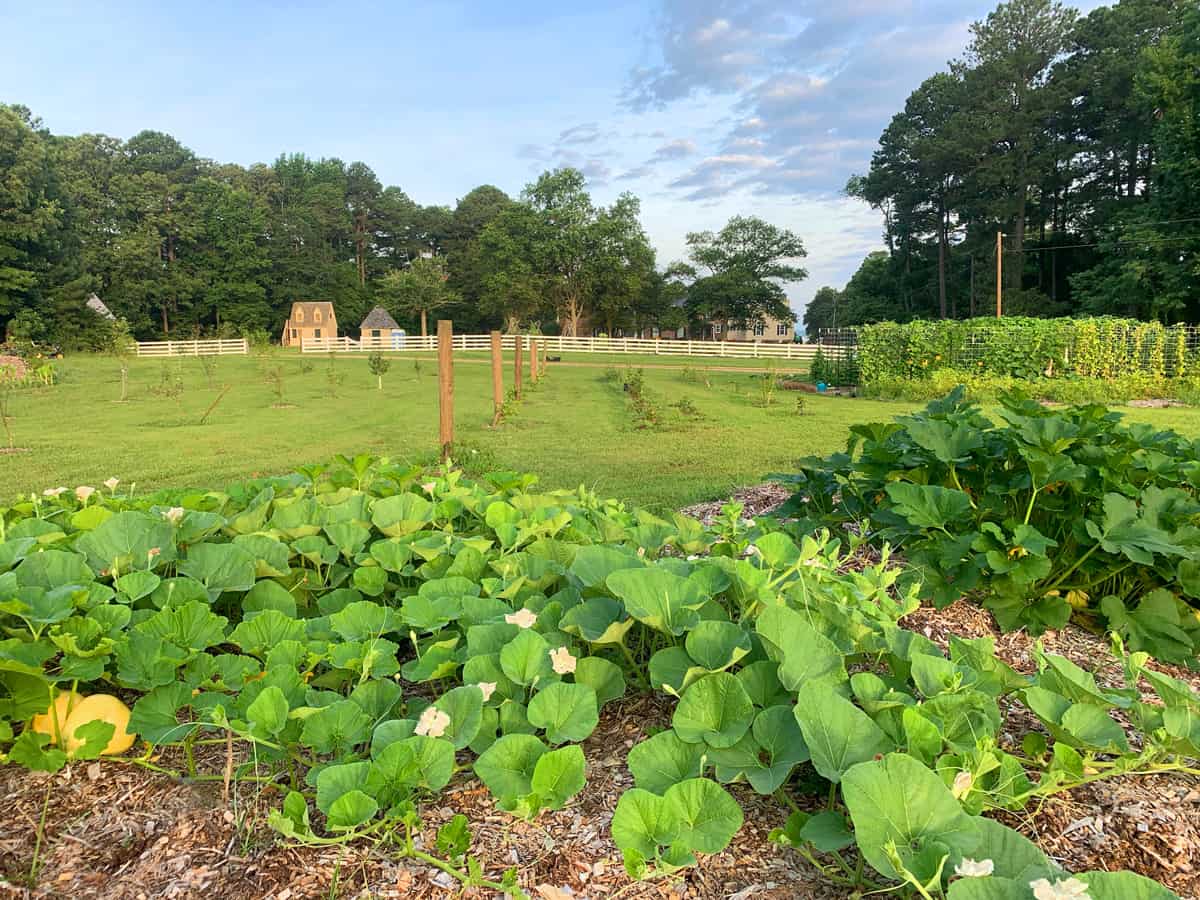 garden squash orchard