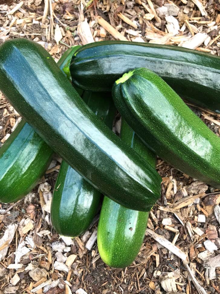 zucchini fresh from garden