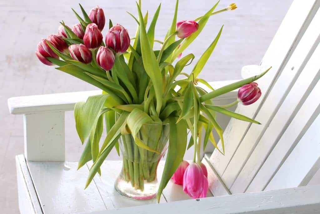 droopy tulips