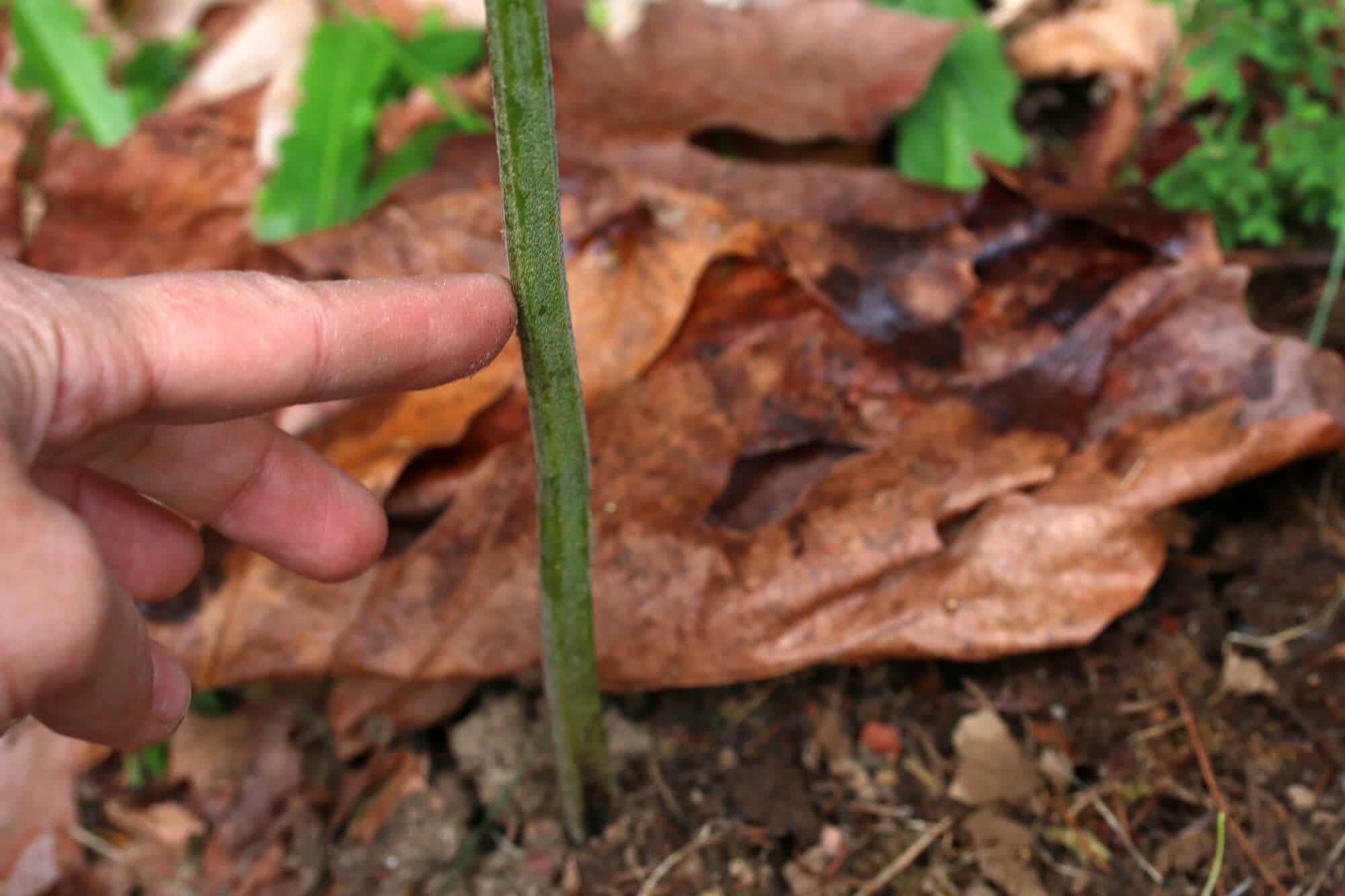 Bracken-Fern-30