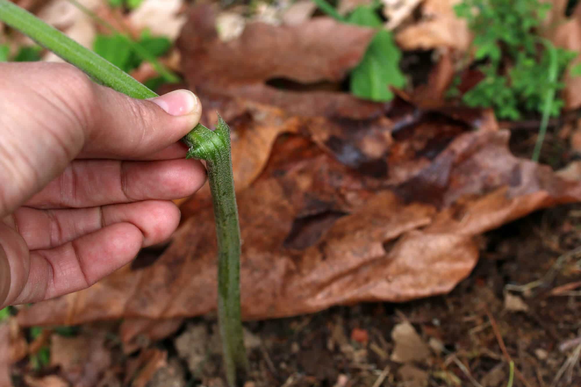 Bracken-Fern-31