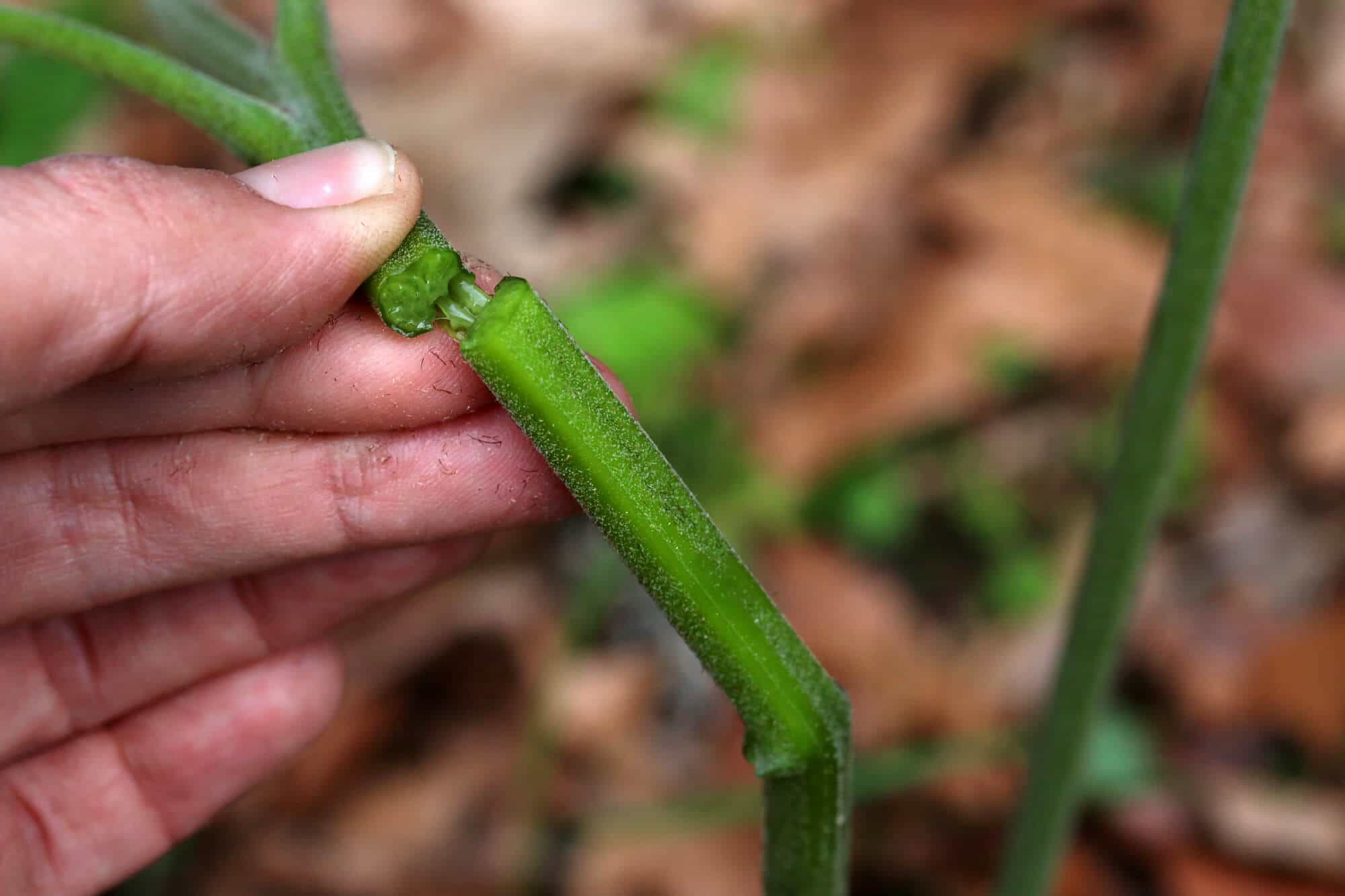 Bracken-Fern-32