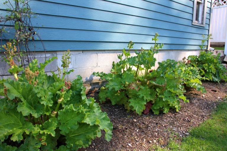 Rhubarb Flowers What To Do When Rhubarb Bolts and Goes To Seed The