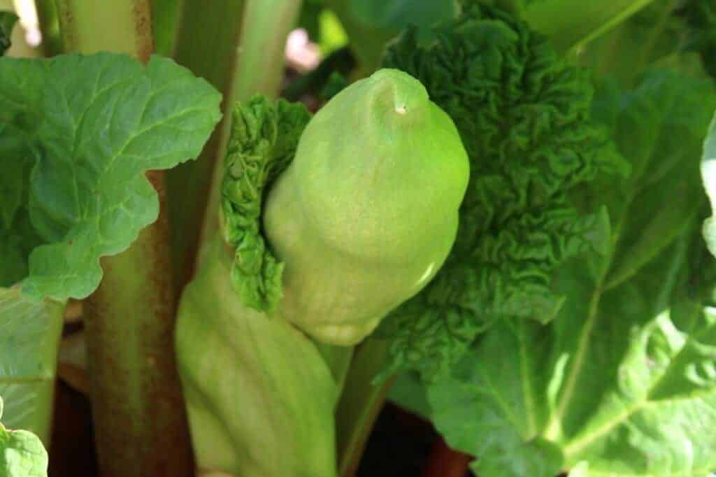 Rhubarb Flowers What To Do When Rhubarb Bolts and Goes To Seed The