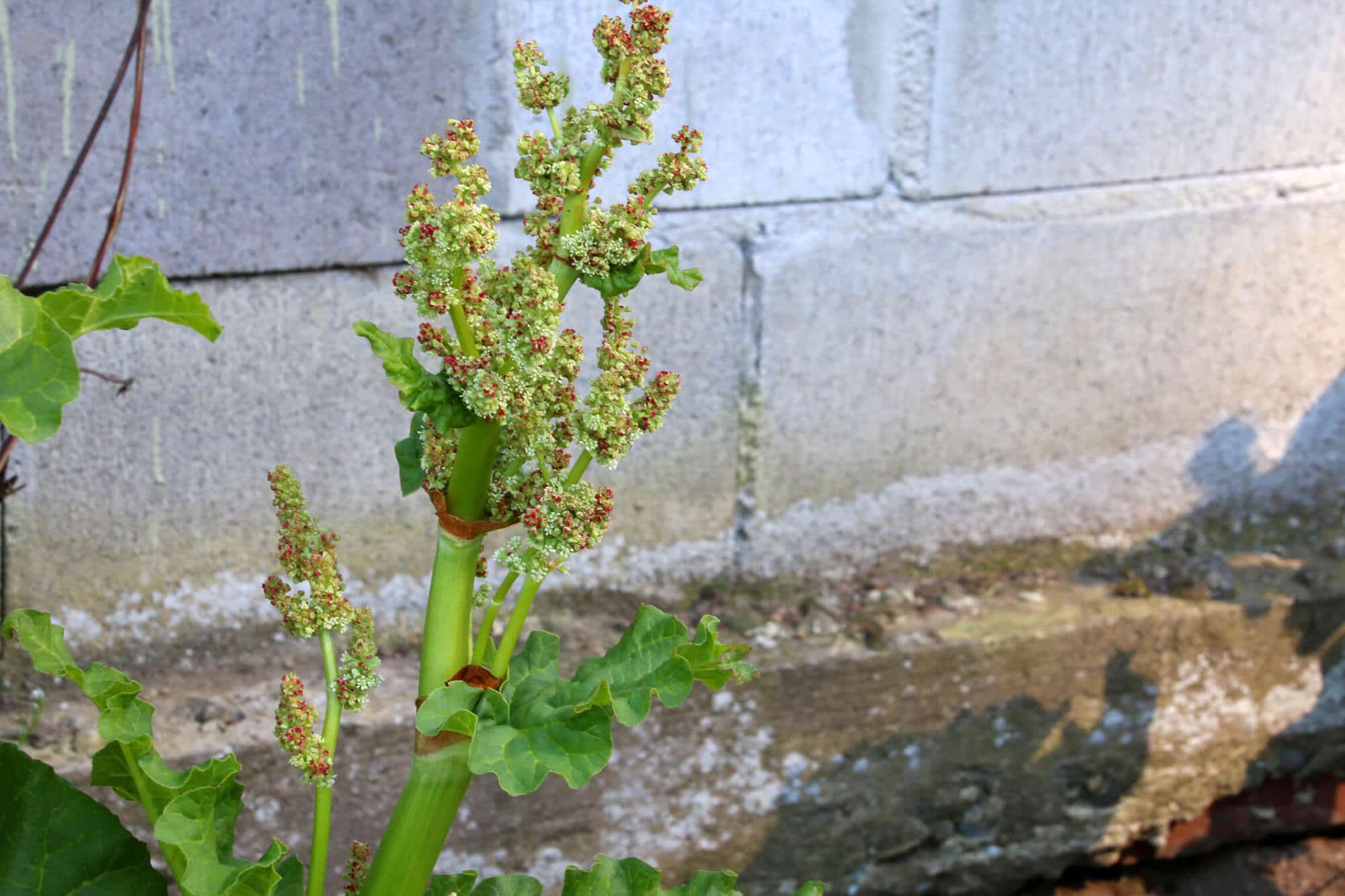 rhubarb plant bolting flowering going to seed what to do gardening