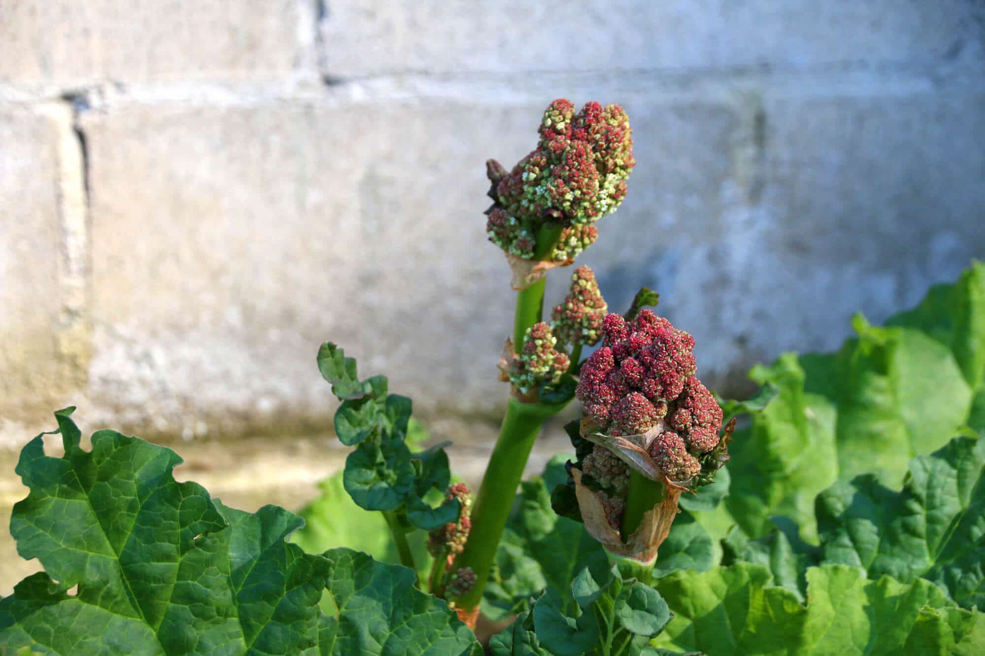 rhubarb plant bolting flowering going to seed what to do gardening
