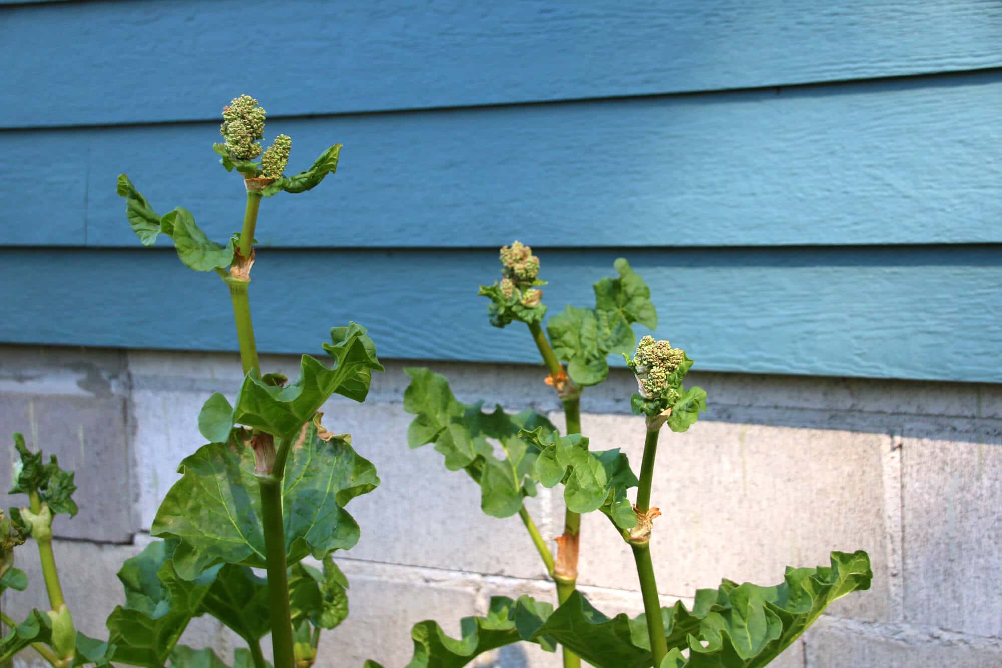 rhubarb plant bolting flowering going to seed what to do gardening