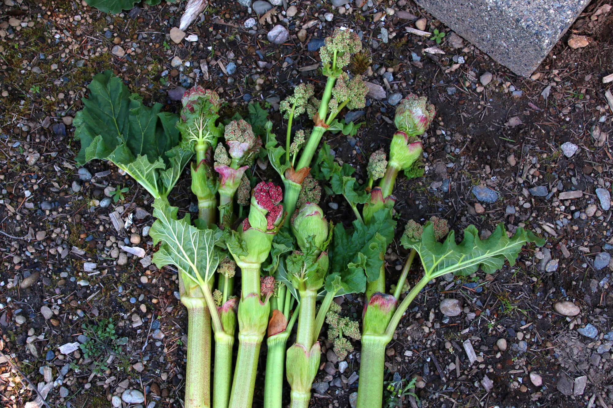 rhubarb plant bolting flowering going to seed what to do gardening