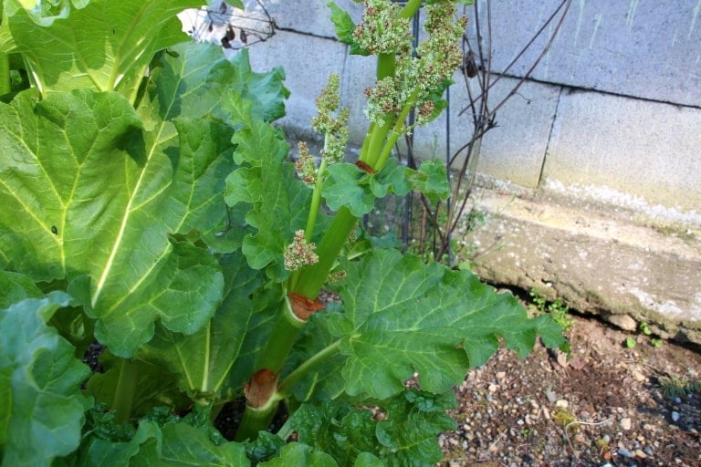 Rhubarb Flowering: What To Do When Rhubarb Bolts and Goes To Seed