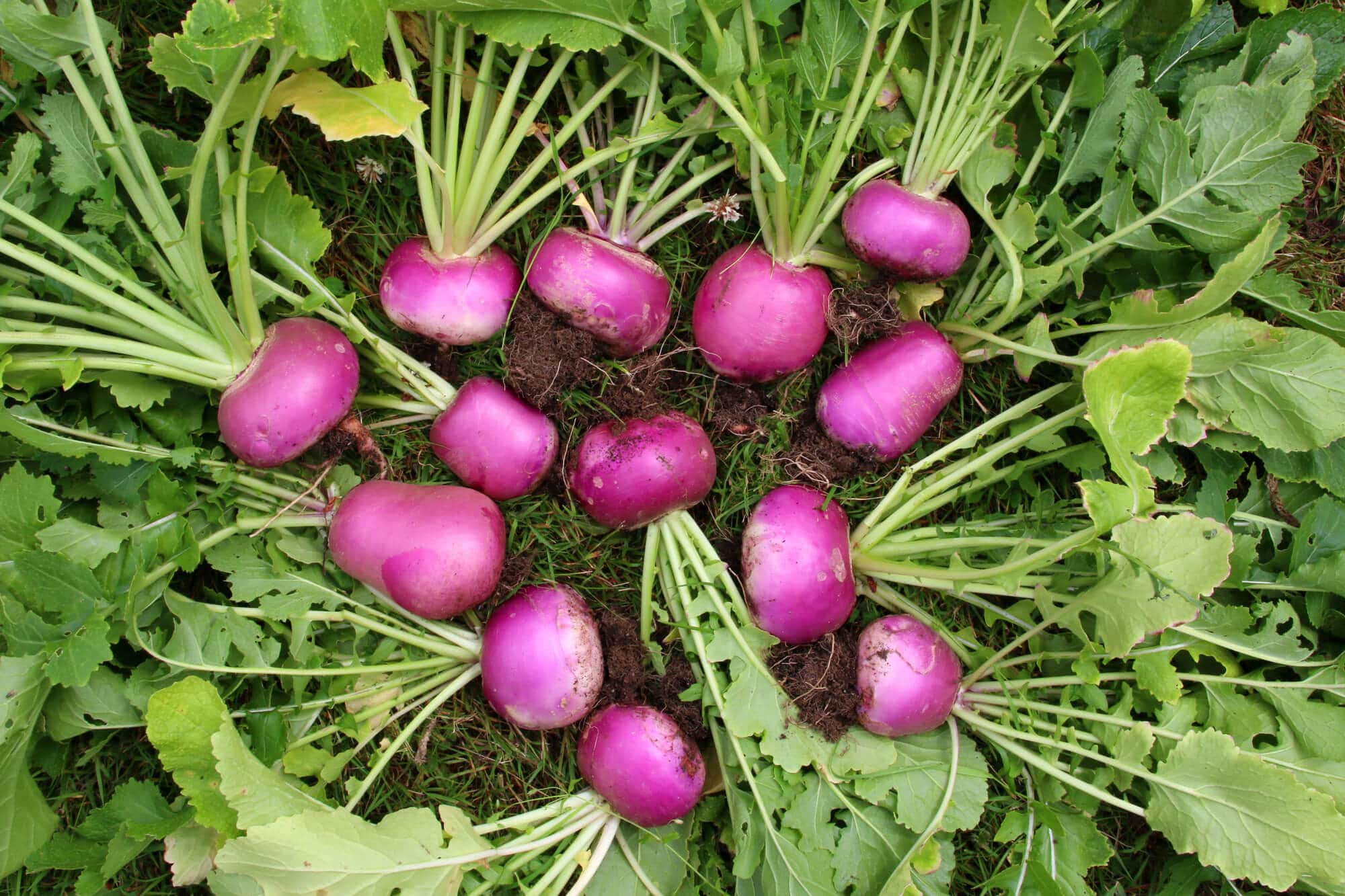 Pickled-Turnips-3