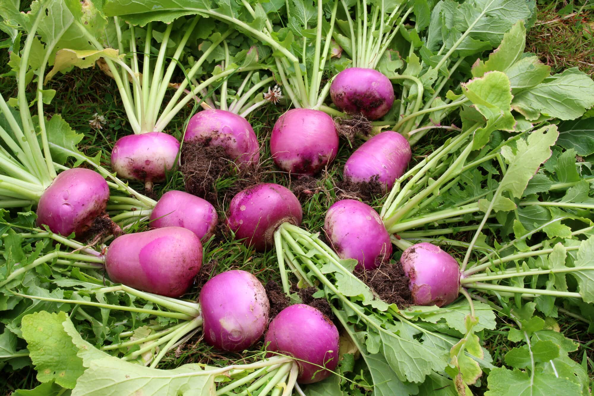 Pickled-Turnips-6
