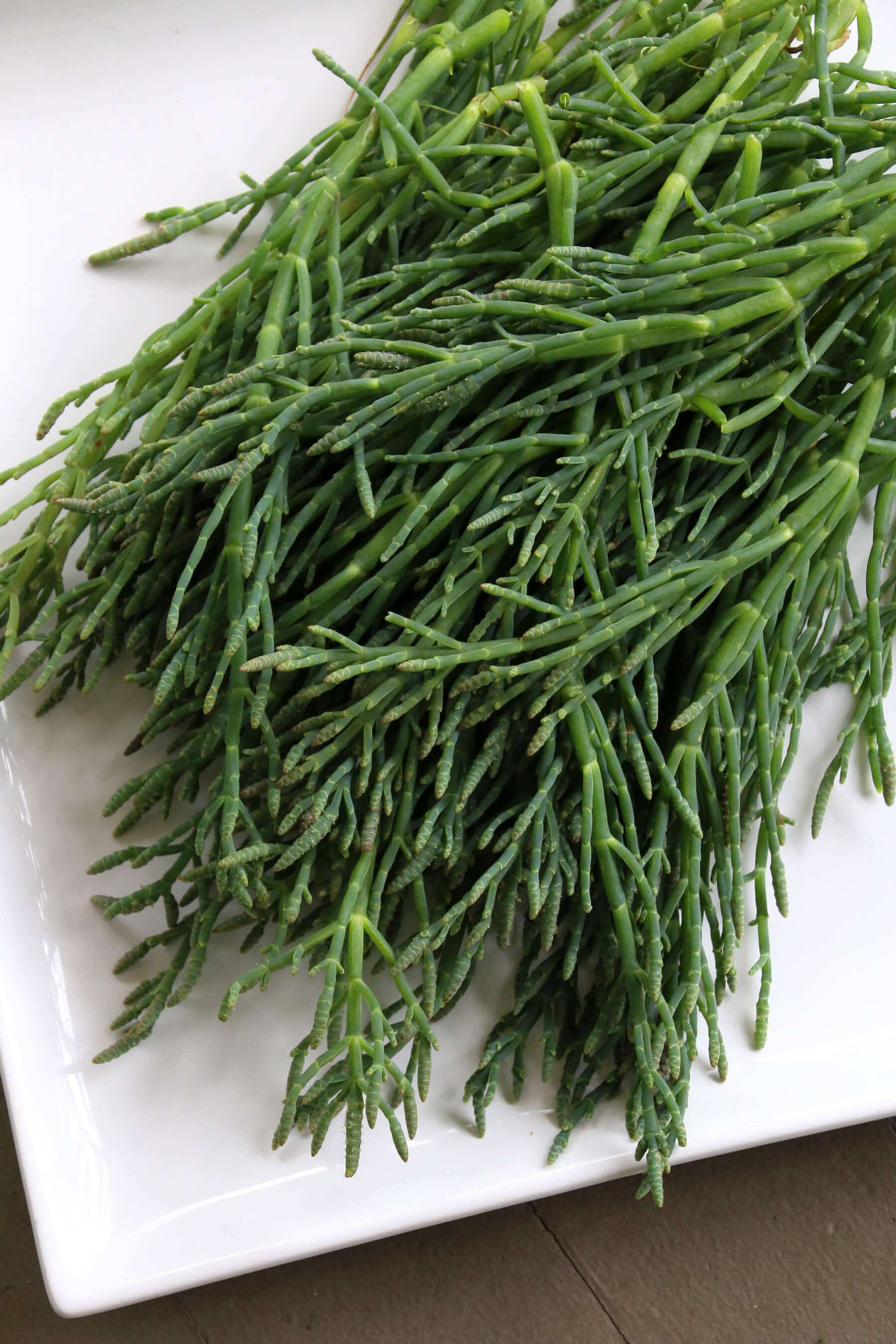 Sea-Asparagus-4