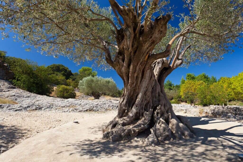 olive tree