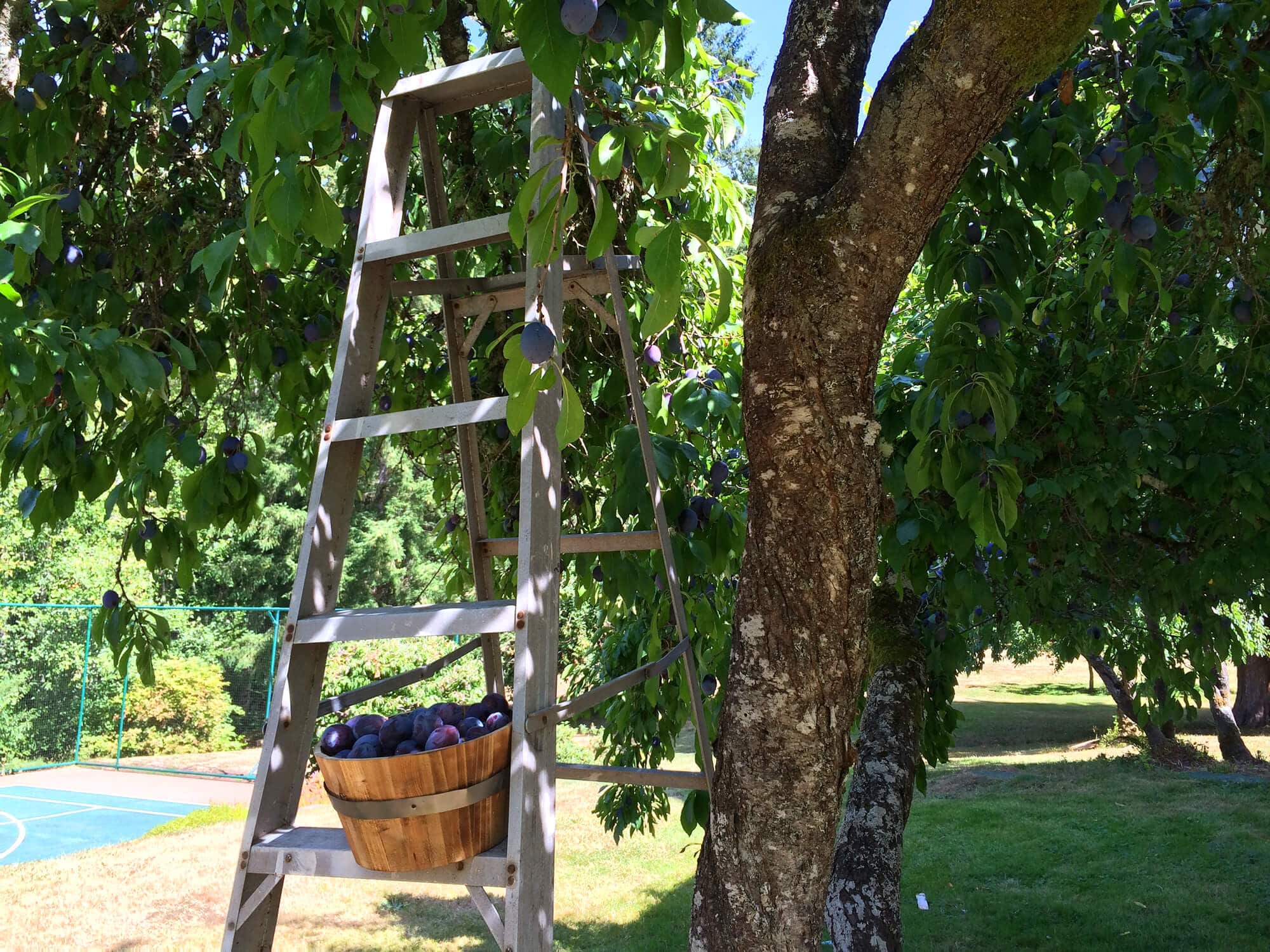 plum-cake-prep-5