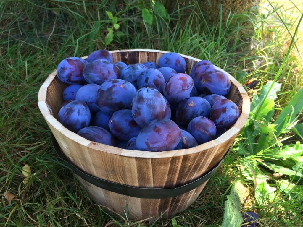 fresh italian plums