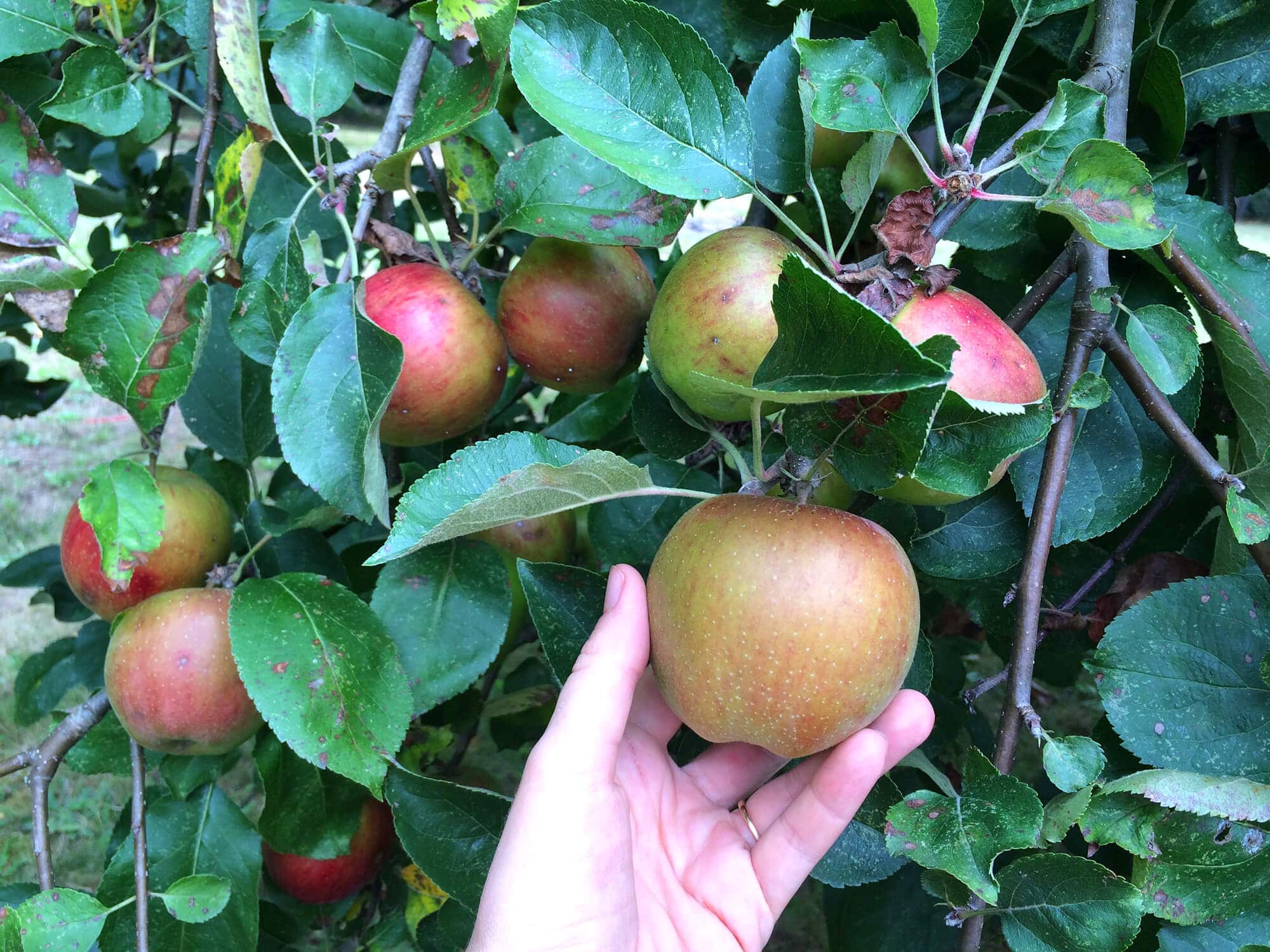 Maximizer Fruit   Apple Cider Press Review   How To Bottle   Preserve Fresh Apple Juice - 78