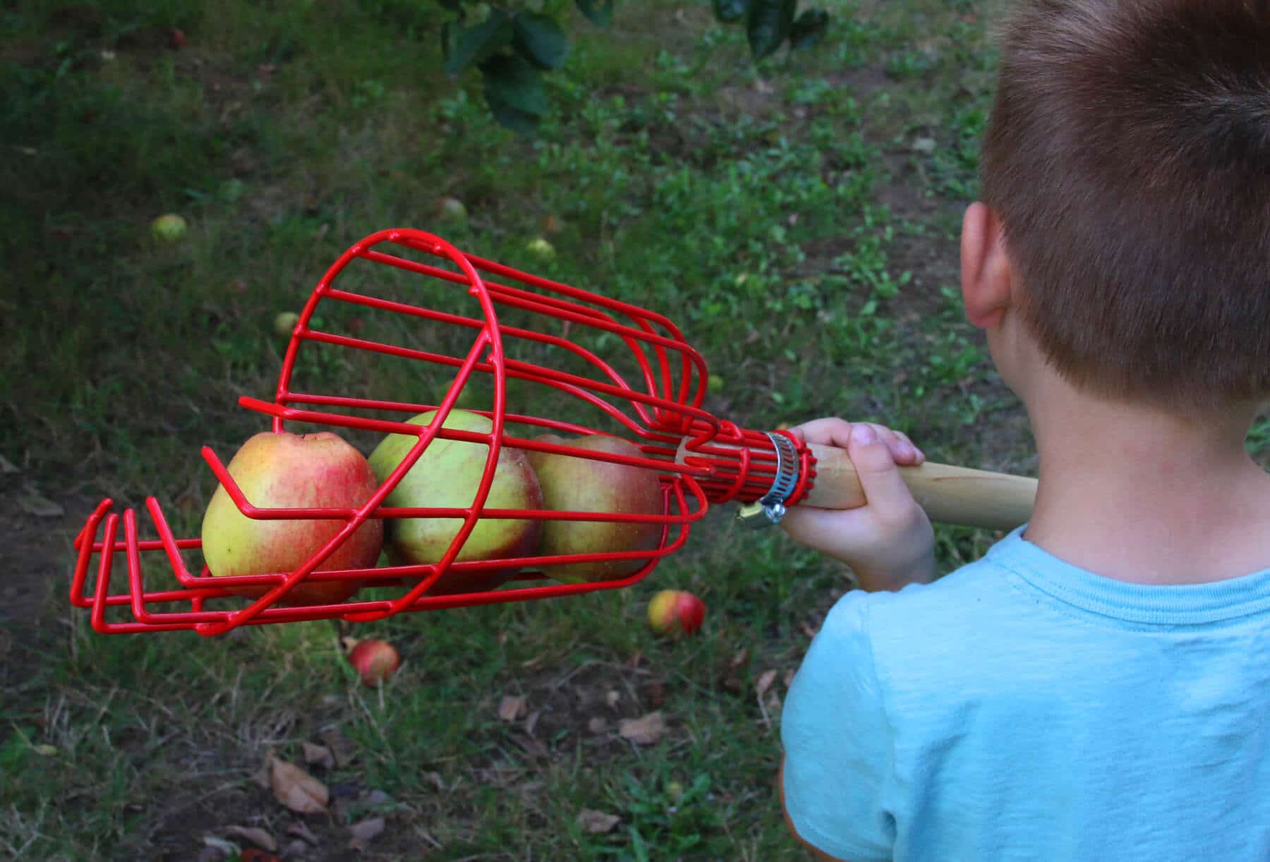 Maximizer Fruit   Apple Cider Press Review   How To Bottle   Preserve Fresh Apple Juice - 49