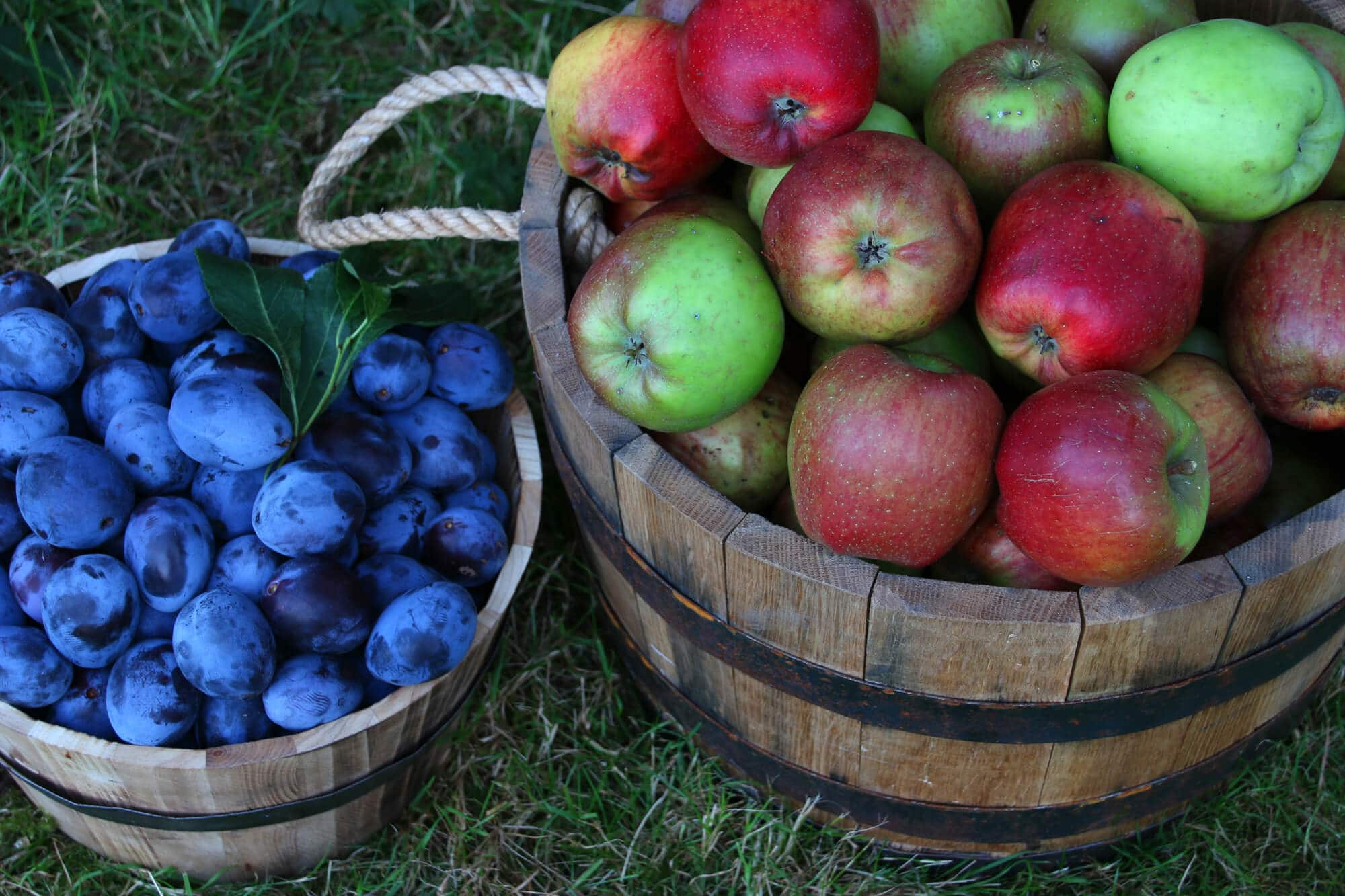 Maximizer Fruit & Apple Cider Press Review + How To Bottle & Preserve Fresh  Apple Juice - The Daring Gourmet