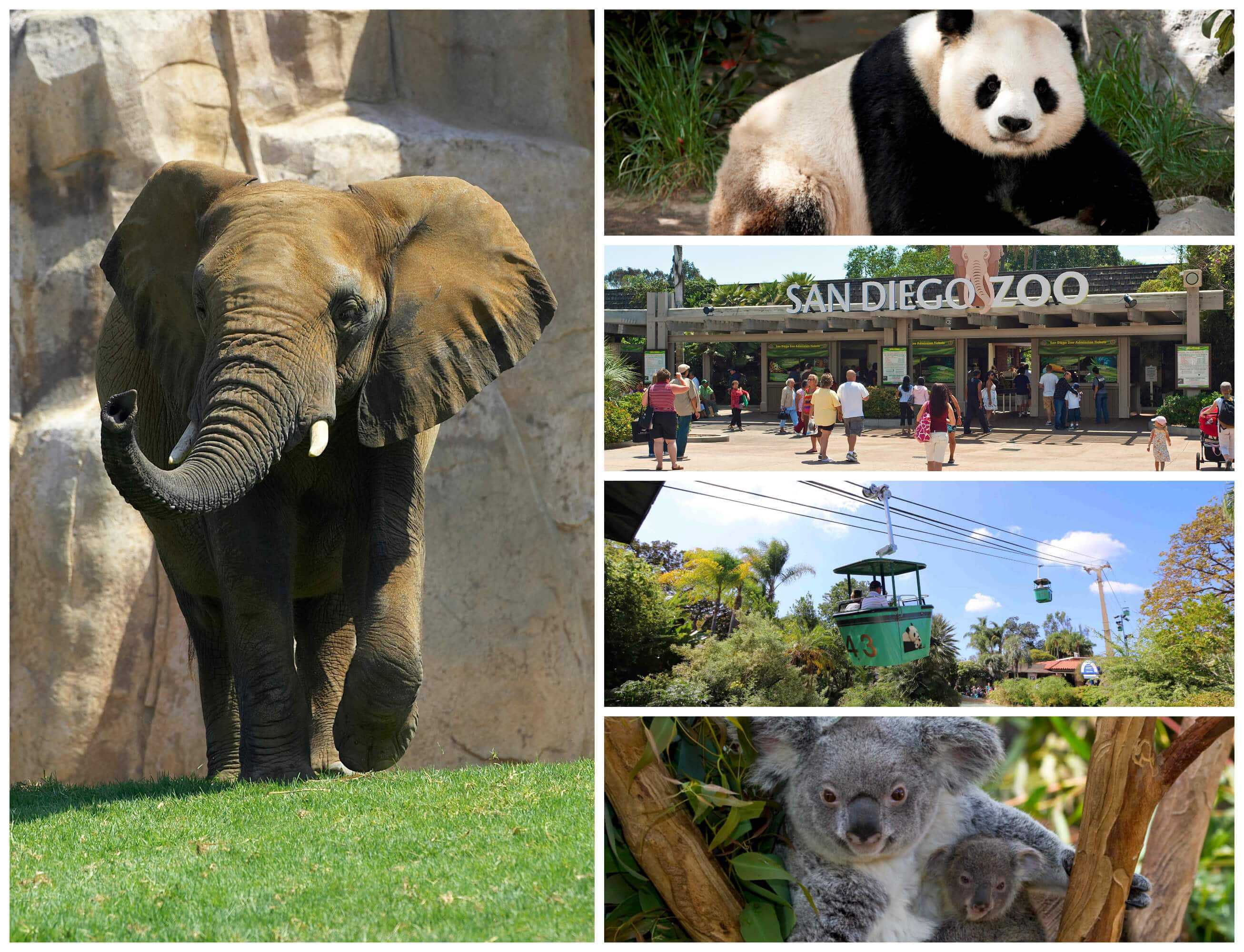 san-diego-zoo-collage-2