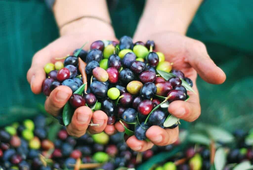freshly harvested olives