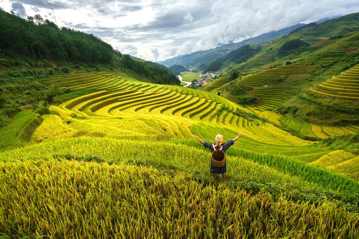 woman in terraced rice field