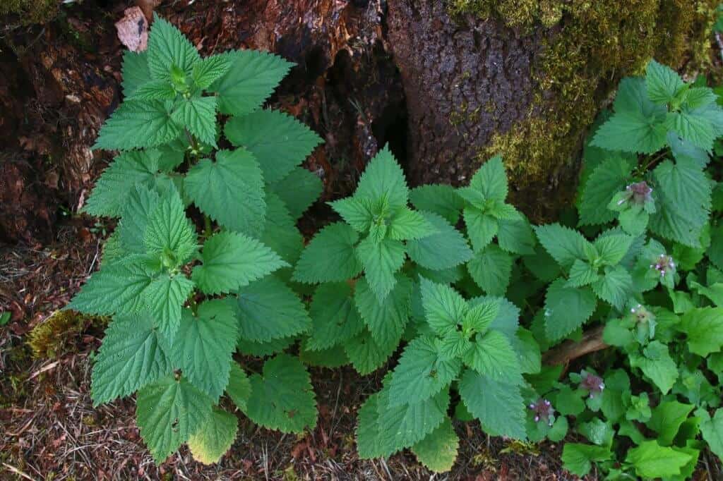 tree with stinging nettle at base
