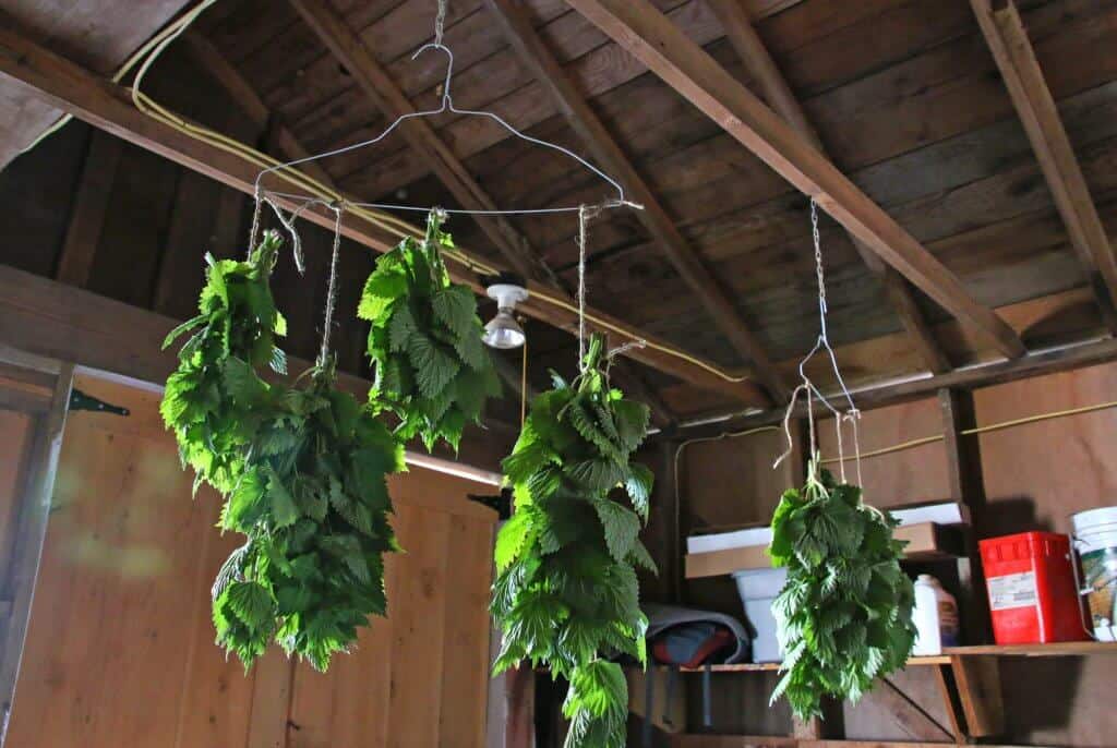 hanging stinging nettle to dry