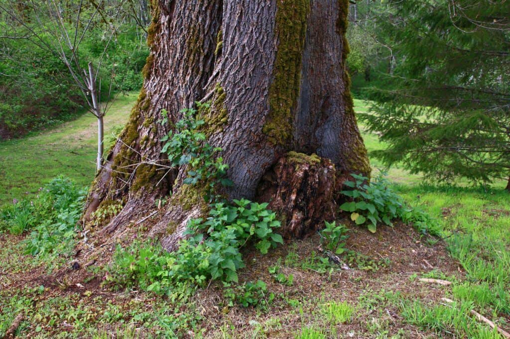 tree with stinging nettle at base