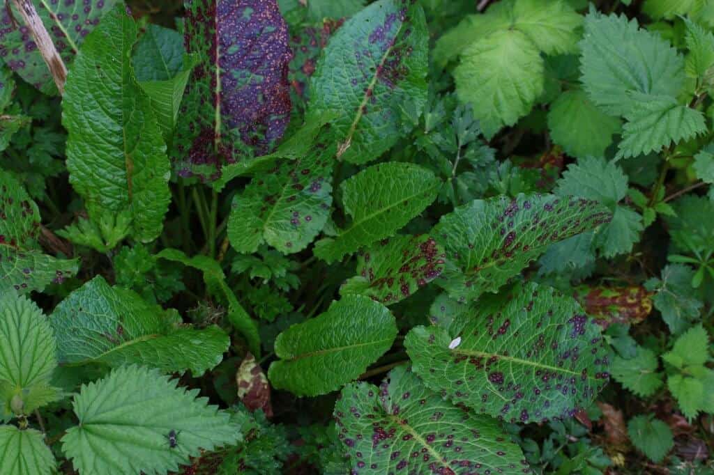 dock leaf for stinging nettle stings