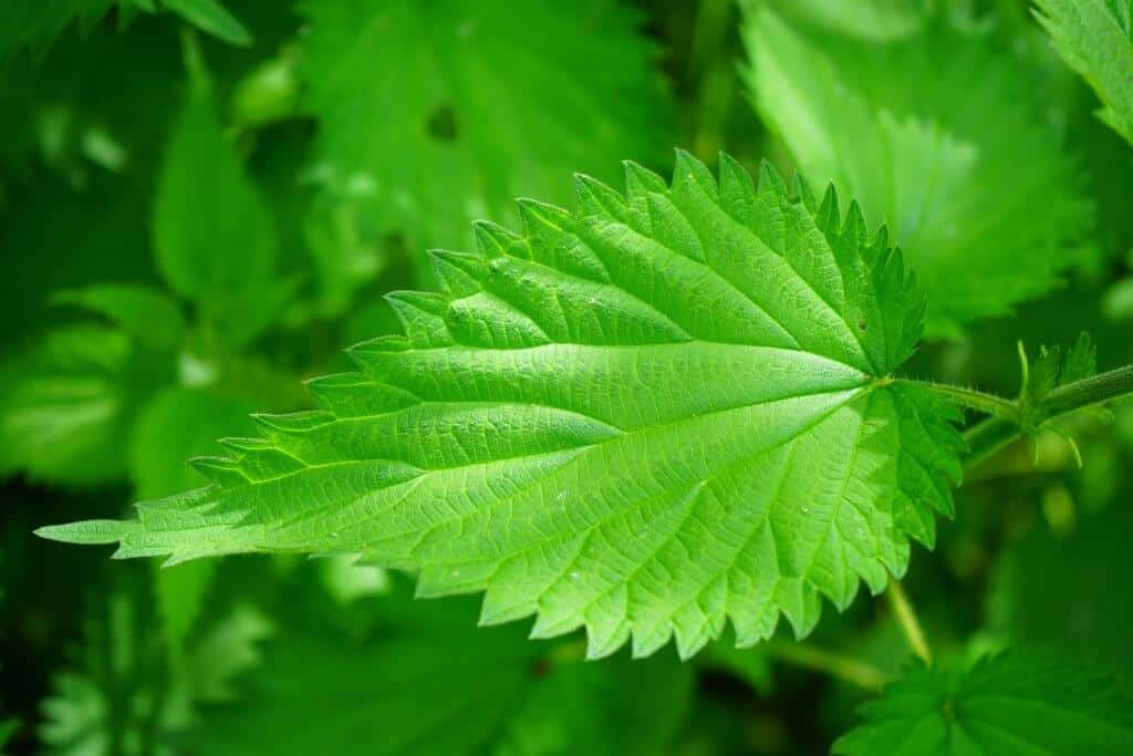 stinging nettle