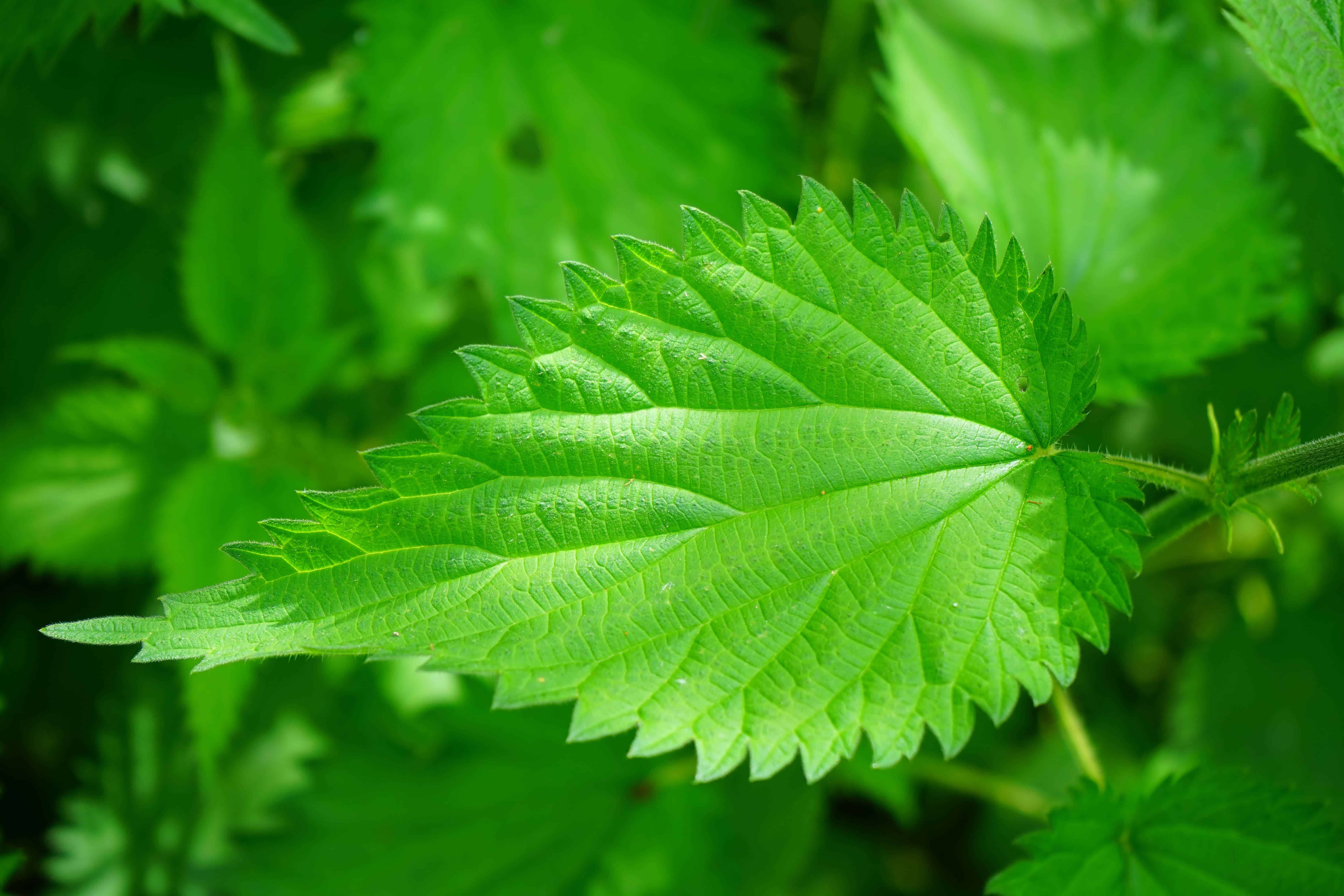 Stinging Nettle Plant