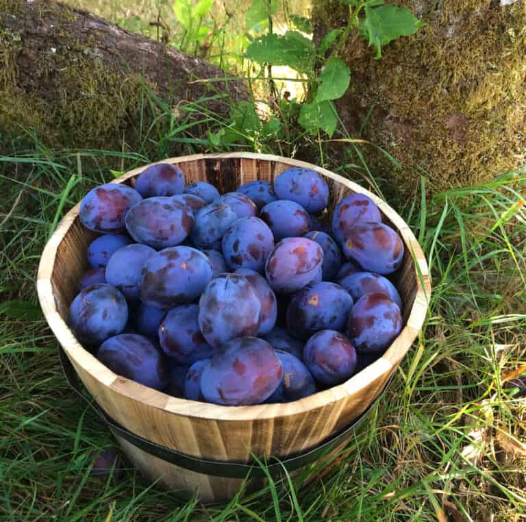 Authentic Chinese Plum Sauce The Daring Gourmet