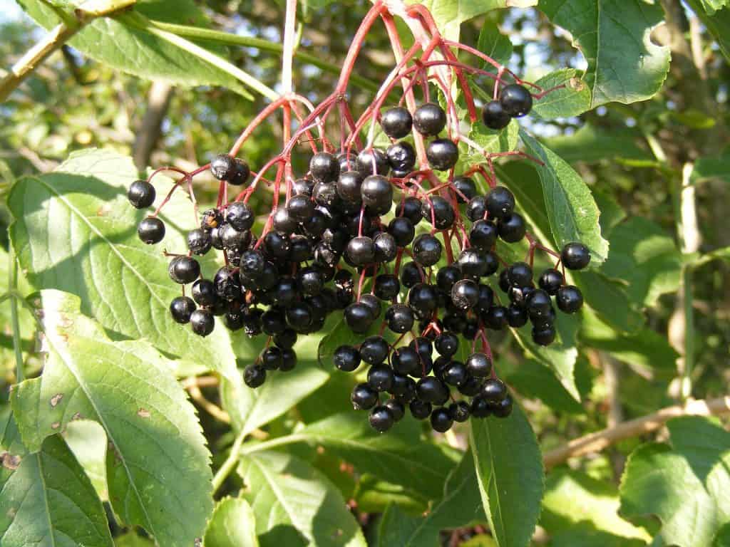 elderberries