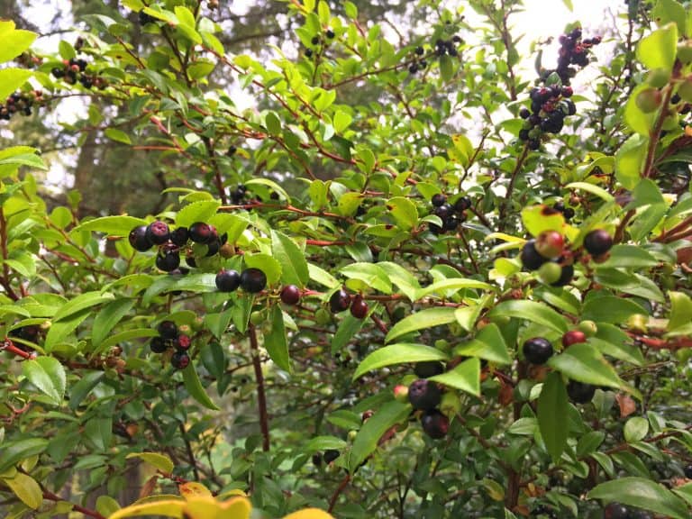 Huckleberry Jam The Daring Gourmet