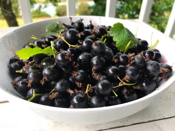 Black Currant Jam The Daring Gourmet