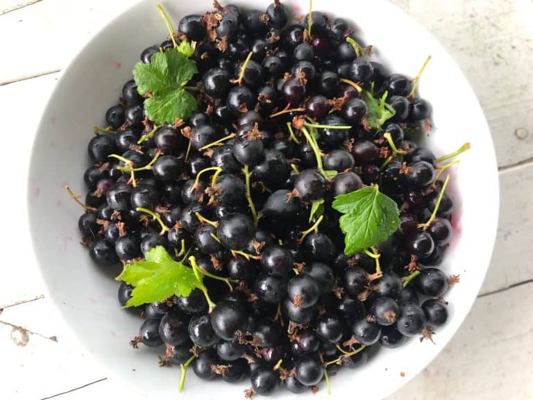 bowl of black currants 