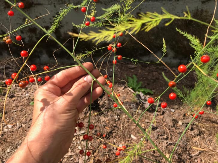 when are asparagus berries ready to harvest