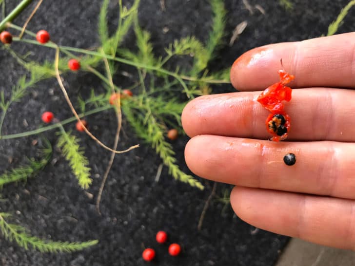 how to harvest asparagus seeds