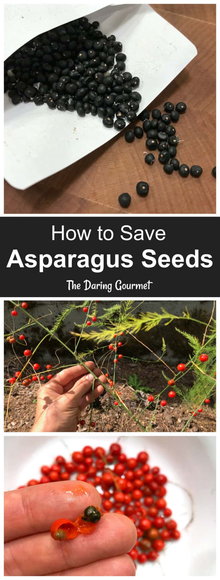 how to save asparagus seeds