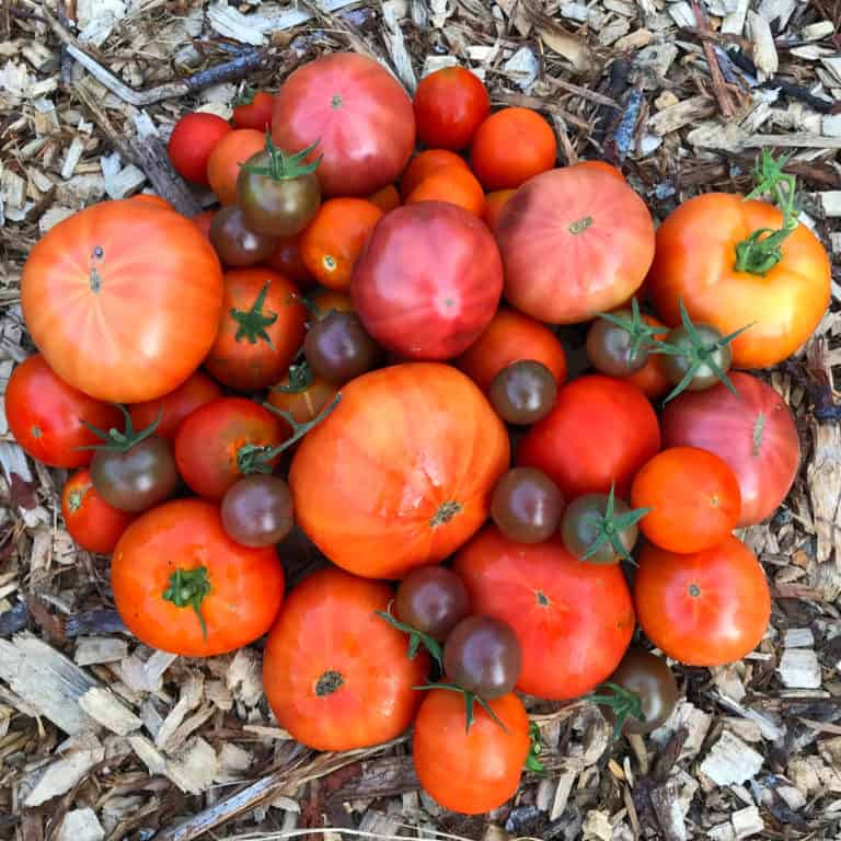 fresh garden tomatoes