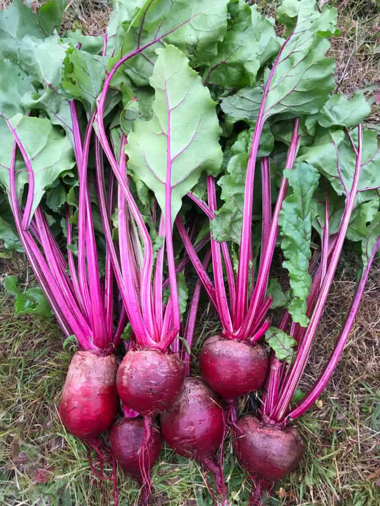 fresh beets from garden