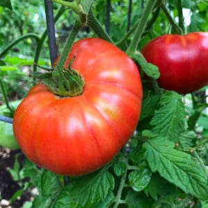 how to save tomato seeds and store them